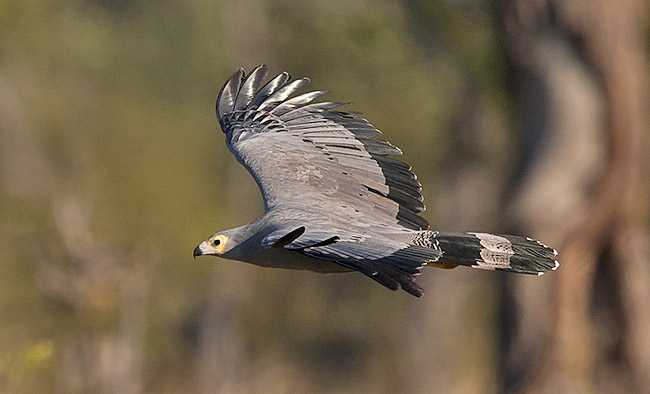 African Harrier Hawk in flight